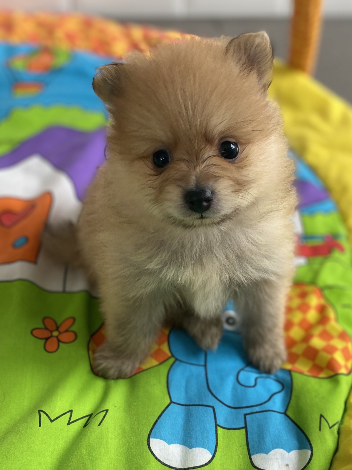 Chiot sur tapis de jeu d'éveil